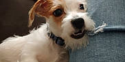 Axl joined the competition — help win amazing prizes! dog, puppy, jeans, ripped_clothing, couch, pet, playful, white_fur, brown_spots, collar, indoor, closeup, fur, chewing, human_leg, casual, furniture, domestic_animal, companion, relaxed