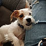 brown_spots, casual, chewing, closeup, collar, companion, couch, dog, domestic_animal, fur, furniture, human_leg, indoor, jeans, pet, playful, puppy, relaxed, ripped_clothing, white_fur