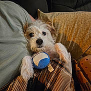 Axl is registered to the contest to win money with this photo: dog, blanket, plush_toy, couch, pillow, indoor, pet, fur, small_dog, relaxed, brown, white, animal, cute, resting, paw, toy, cozy, domestic, companion