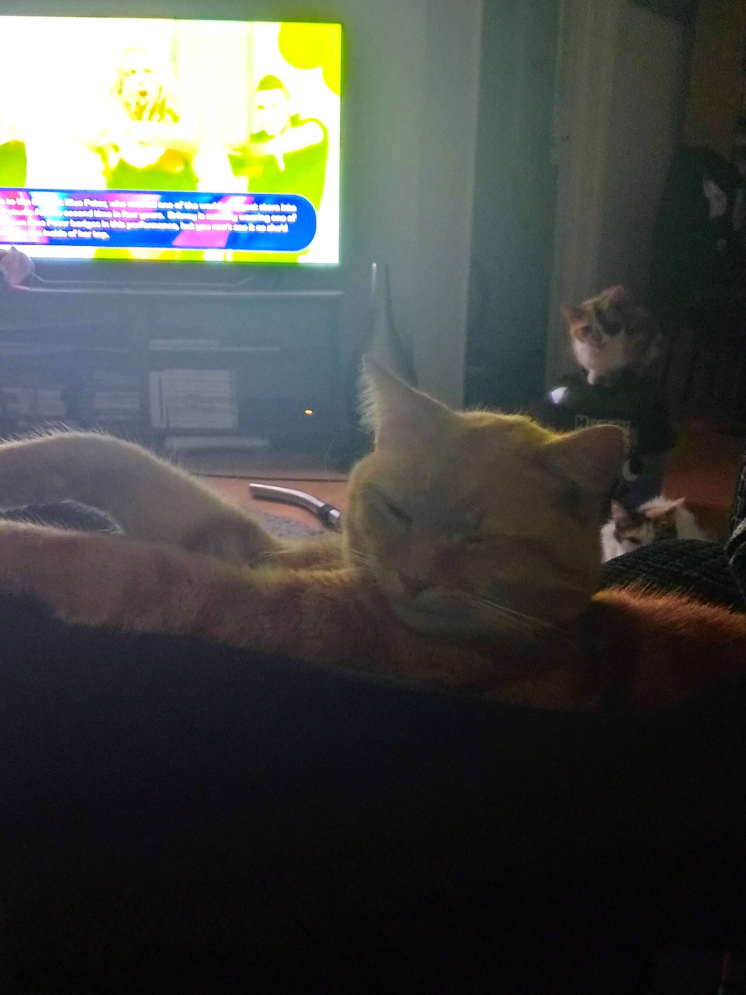 Gucci joined the competition — help win amazing prizes! carnivore, cat, cloud, comfort, darkness, display_device, domestic_short_haired_cat, electronic_device, felidae, flat_panel_display, fur, gadget, led_backlit_lcd_display, room, small_to_medium_sized_cats, tail, television, television_set, whiskers, wood