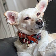 Nuti a rejoint le concours — aidez-le/la à gagner de superbes lots ! dog, white_dog, pet, collar, keychain, ear, indoor, couch, relaxed, animal, canine, fur, paw, closeup, portrait, domestic_animal, companionship, furniture, resting, household