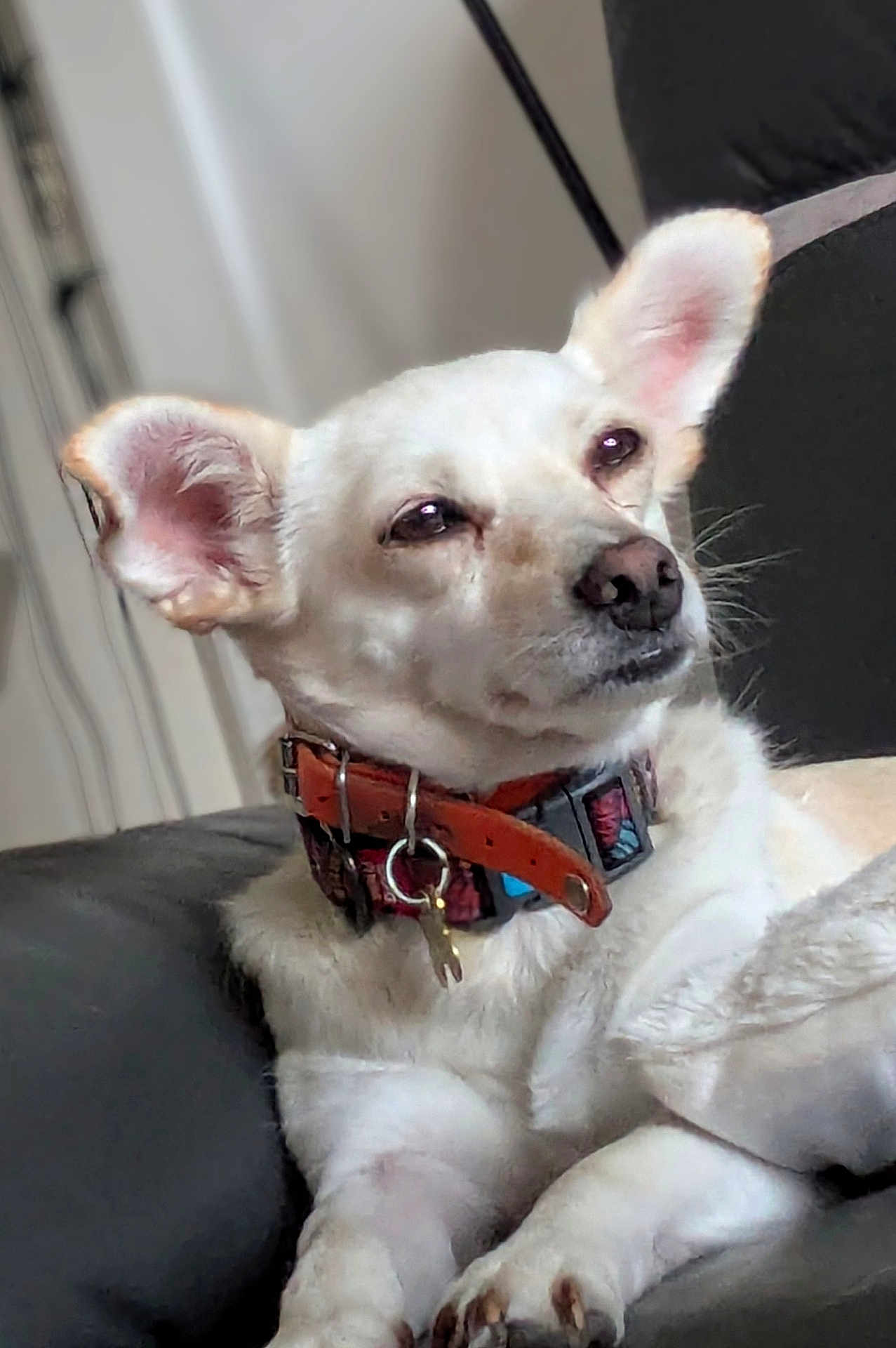 Nuti