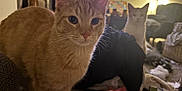 Papa And Simba joined the competition — help win amazing prizes! animal, blanket, carpet, cat, clutter, couch, curious, furniture, household_items, indoor, living_room, orange_cat, pet, relaxed, shadow, soft_lighting, tabby_cat, television, whiskers, white_cat