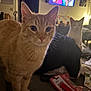 animal, blanket, carpet, cat, clutter, couch, curious, furniture, household_items, indoor, living_room, orange_cat, pet, relaxed, shadow, soft_lighting, tabby_cat, television, whiskers, white_cat