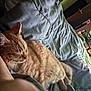 Papa And Simba is registered to the contest to win money with this photo: animal, bed, blanket, cat, comfort, cozy, domestic, feline, fur, ginger_cat, home, indoor, nap, pet, quiet, relaxation, resting, sleeping, soft_light, whiskers