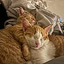 animal, blanket, cat, close_up, comfort, companionship, cozy, cuddle, cute, domestic_cat, ears, feline, fur, indoor, nap, orange_tabby, pet, relax, sleeping, whiskers