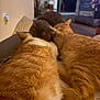 Papa And Simba joined the competition — help win amazing prizes! animal, cat, cats, closeup, companion, couch, cozy, domestic, feline, fur, gray_cat, home, indoor, orange_cat, pets, relaxing, resting, sleeping, snuggling, three_animals