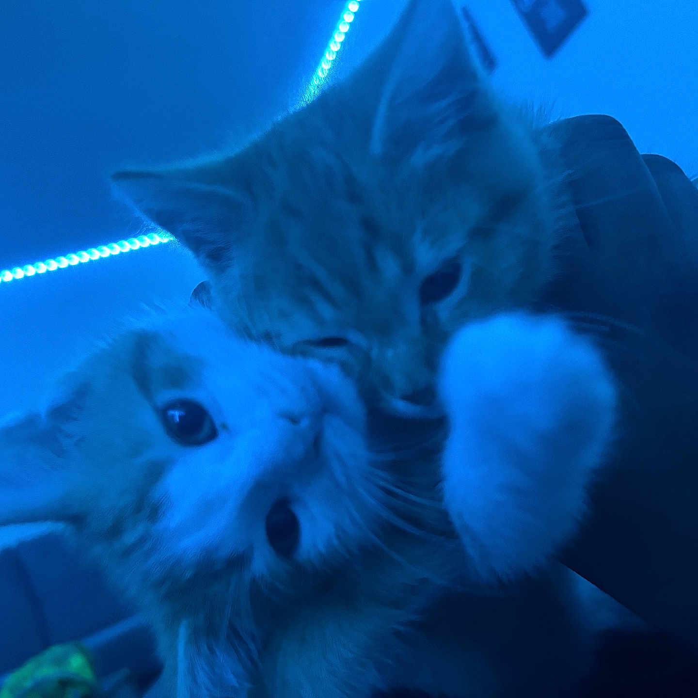 Papa And Simba is registered to the contest to win money with this photo: animal, blue_light, cat, closeup, cute, domestic_animal, ears, eyes, face, fur, furry, hand, indoor, kitten, paw, pets, playful, two_animals, whiskers, wrestling