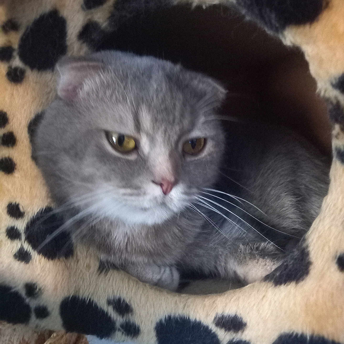 Doudou