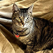 Maya joined the competition — help win amazing prizes! animal, blanket, cat, collar, comfort, cozy, cute, domestic, ears, eyes, feline, fur, indoor, mammal, pet, resting, striped, tabby, tag, whiskers