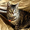 animal, blanket, cat, collar, comfort, cozy, cute, domestic, ears, eyes, feline, fur, indoor, mammal, pet, resting, striped, tabby, tag, whiskers