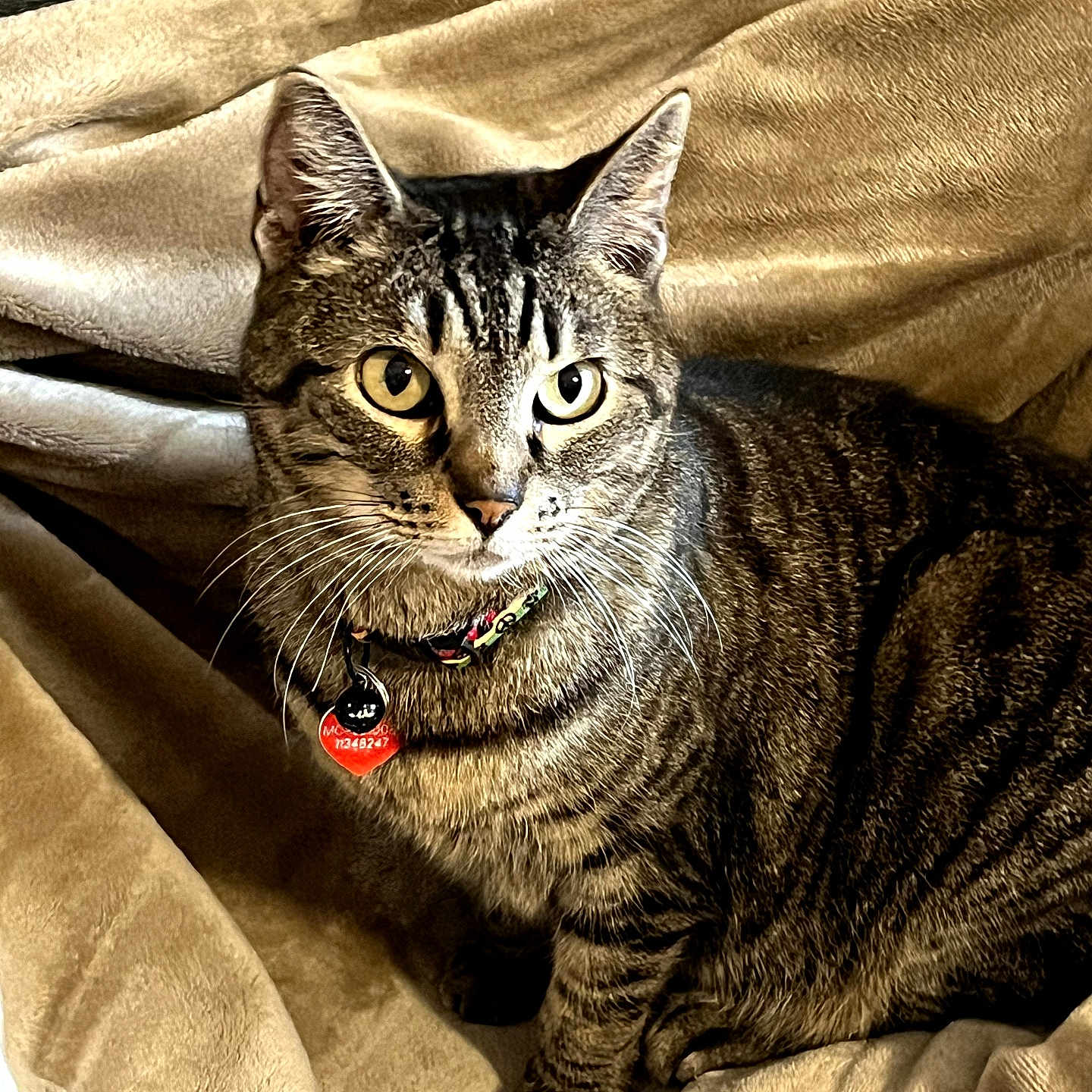 Maya joined the competition — help win amazing prizes! animal, blanket, cat, collar, comfort, cozy, cute, domestic, ears, eyes, feline, fur, indoor, mammal, pet, resting, striped, tabby, tag, whiskers