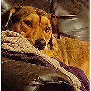 Maple Brown Sugar is registered to the contest to win money with this photo: dog, canine, pet, sleepy, resting, lying_down, face, eyes, nose, brown_fur, blanket, couch, indoors, home, cozy, portrait, close_up, relaxed, furniture, screenshot