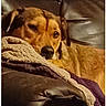 dog, canine, pet, sleepy, resting, lying_down, face, eyes, nose, brown_fur, blanket, couch, indoors, home, cozy, portrait, close_up, relaxed, furniture, screenshot