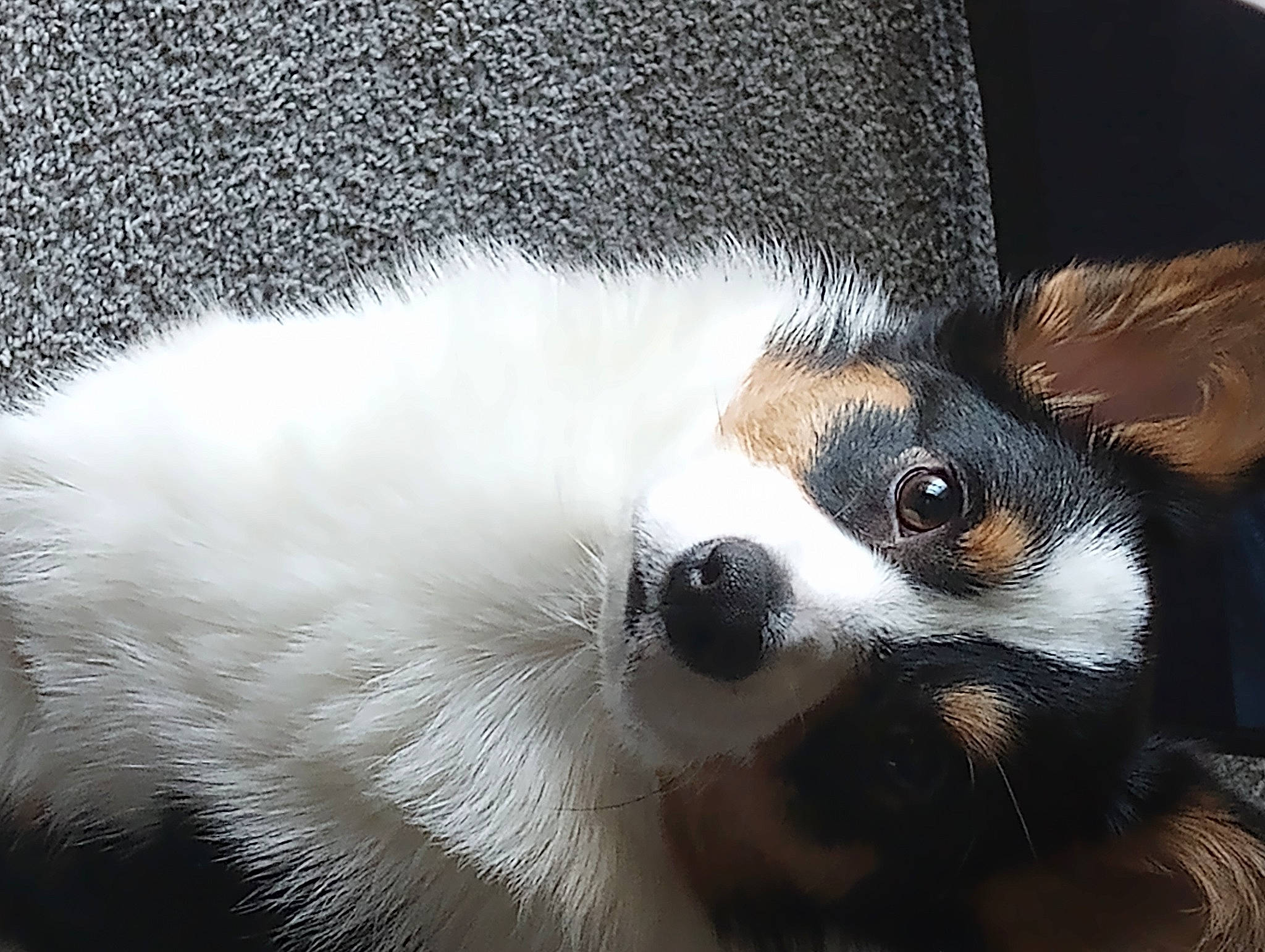 Cupcake is registered to the contest to win money with this photo: canidae, carnivore, claw, companion_dog, dog, dog_breed, eye, fawn, foot, fur, hat, head, paw, snout, sporting_group, tail, terrestrial_animal, toy_dog, whiskers, wildlife