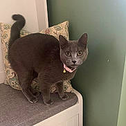 Violet is registered to the contest to win money with this photo: cat, gray_cat, indoor, cushion, bench, pillow, pet, feline, curious, alert, tail_up, collar, bell, domestic_cat, animal, fur, whiskers, ears, eyes, wall