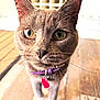 Violet is registered to the contest to win money with this photo: cat, gray_cat, close_up, yellow_eyes, whiskers, purple_collar, red_tag, wooden_floor, pet, indoor, curious, feline, animal, domestic_animal, portrait, whiskers_visible, muzzle, ears, fur, close_focus