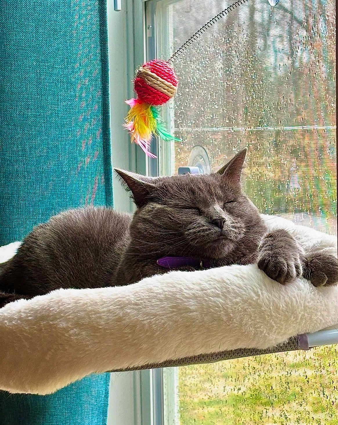 Violet joined the competition — help win amazing prizes! cat, sleeping, gray_cat, window, rain, toy, feathers, cozy, perch, feline, indoor, pet, relaxed, fur, closeup, resting, daylight, curtain, home, animal