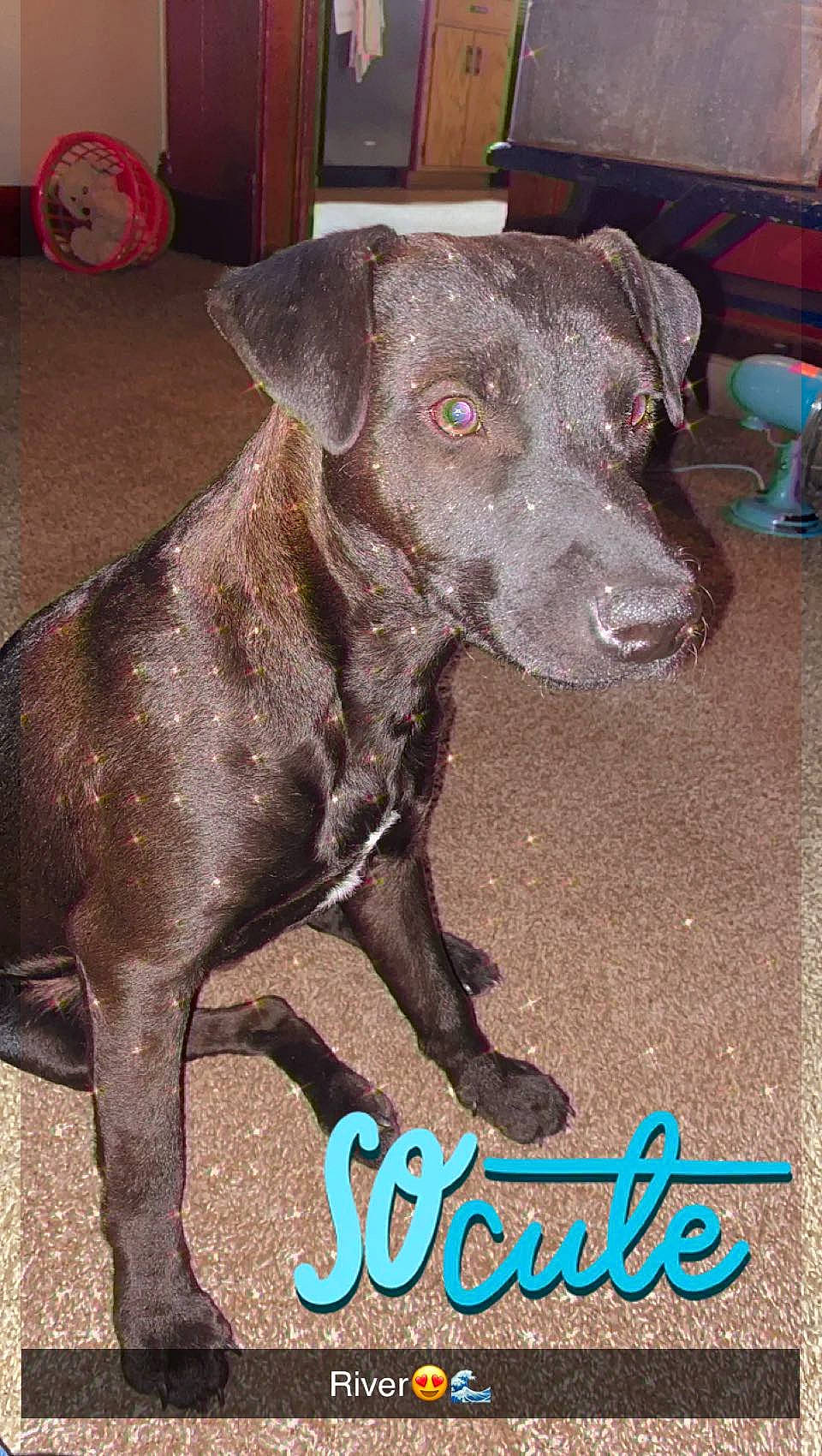 River joined the competition — help win amazing prizes! borador, canidae, carnivore, chair, collar, companion_dog, dog, dog_breed, dog_collar, dog_supply, fawn, fur, guard_dog, liver, pet_supply, snout, sporting_group, terrestrial_animal, whiskers, working_animal