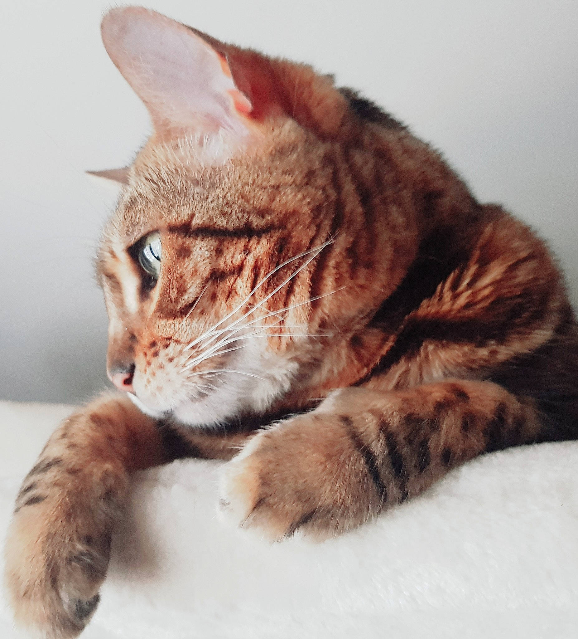 Ilona participe au concours pour gagner de l'argent avec cette photo : american_wirehair, asian, california_spangled, carnivore, cat, domestic_short_haired_cat, dragon_li, european_shorthair, eye, felidae, fur, kitten, mammal, pixie_bob, small_to_medium_sized_cats, snout, tabby_cat, toyger, vertebrate, whiskers