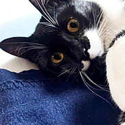 Lego a rejoint le concours — aidez-le/la à gagner de superbes lots ! cat, black_and_white, close_up, whiskers, ears, golden_eyes, fabric, blue_blanket, pet, domestic_cat, curious, lying_down, indoor, feline, fur, portrait, animal, face, resting, cute