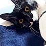 cat, black_and_white, close_up, whiskers, ears, golden_eyes, fabric, blue_blanket, pet, domestic_cat, curious, lying_down, indoor, feline, fur, portrait, animal, face, resting, cute