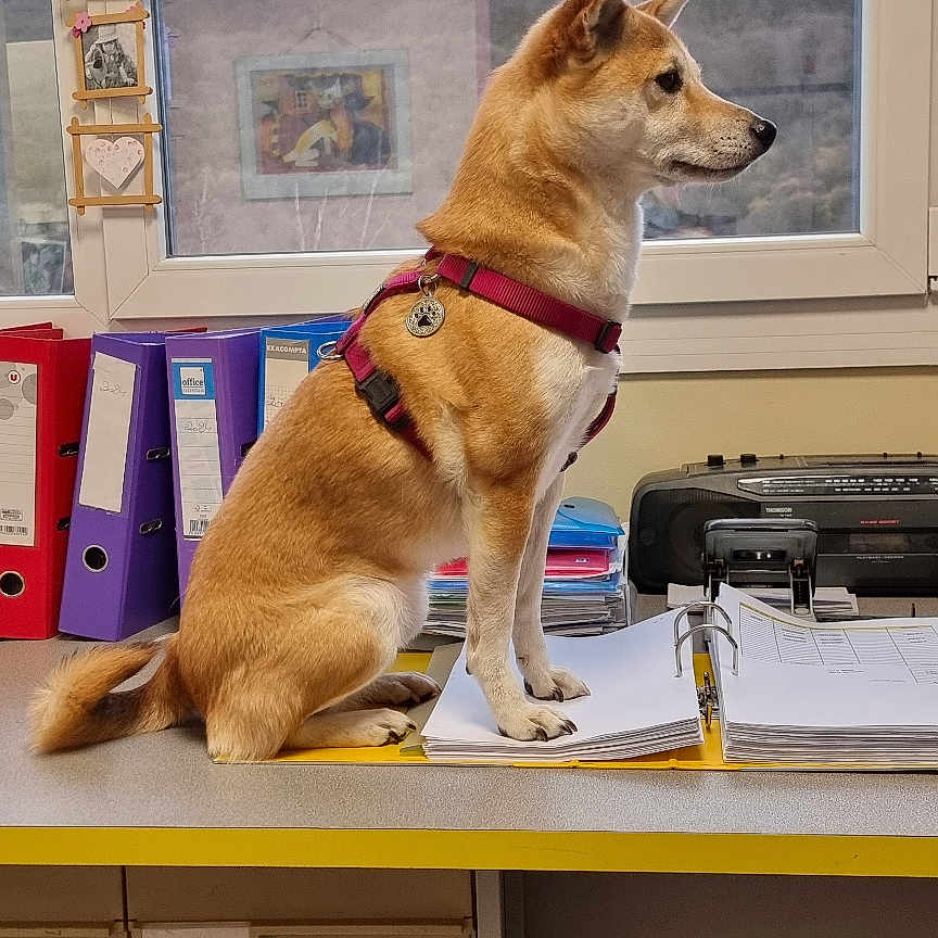 Rinji a rejoint le concours — aidez-le/la à gagner de superbes lots ! dog, desk, window, papers, binders, harness, office, indoor, furniture, animal, pet, looking_away, sitting, documents, shelf, file, workplace, daylight, calm, canine
