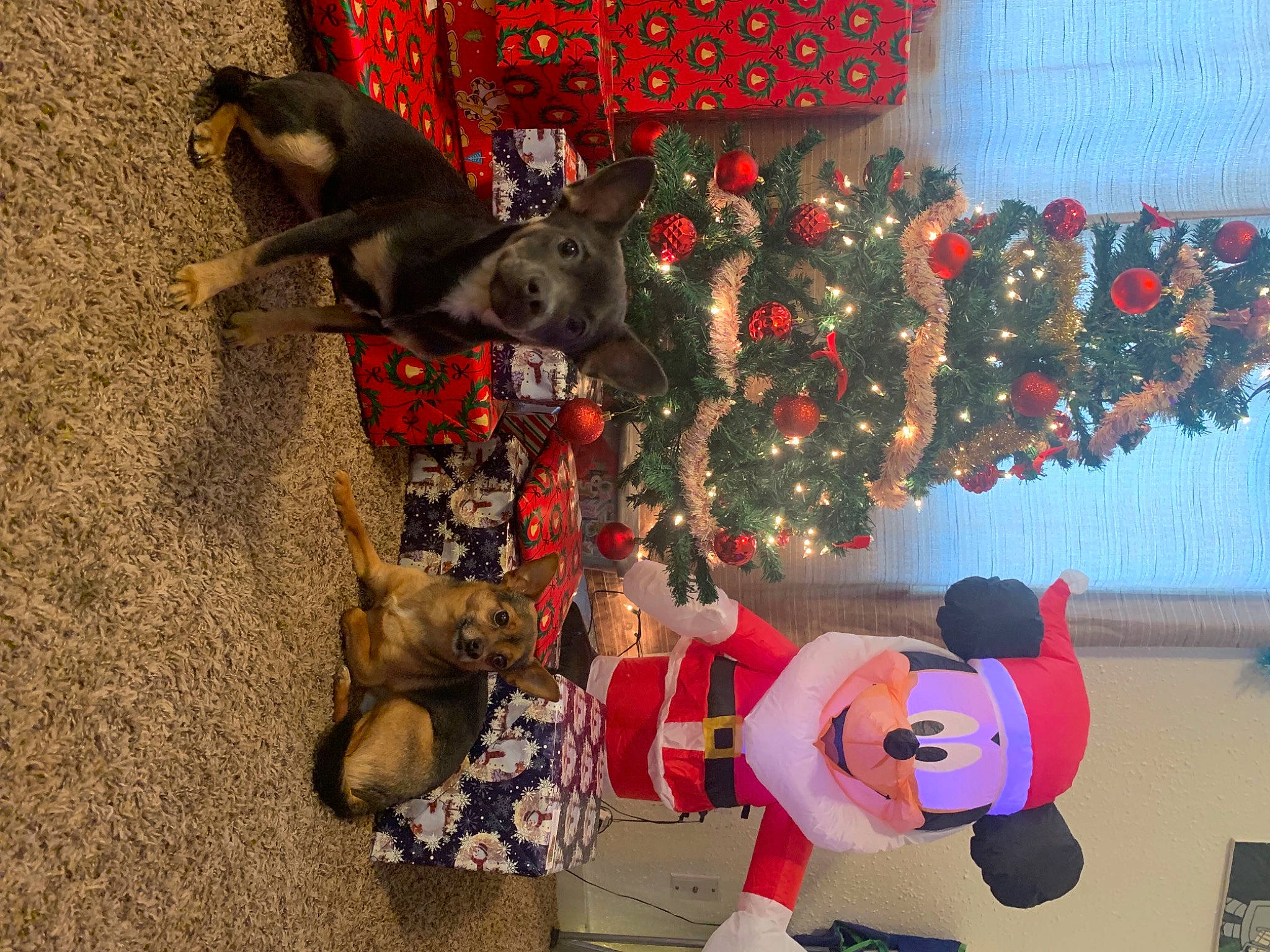 Llyod joined the competition — help win amazing prizes! carmine, christmas, christmas_decoration, christmas_eve, christmas_ornament, christmas_tree, costume, event, fun, hat, holiday, holiday_ornament, interior_design, mammal, ornament, party_supply, plant, snapshot, tradition, tree