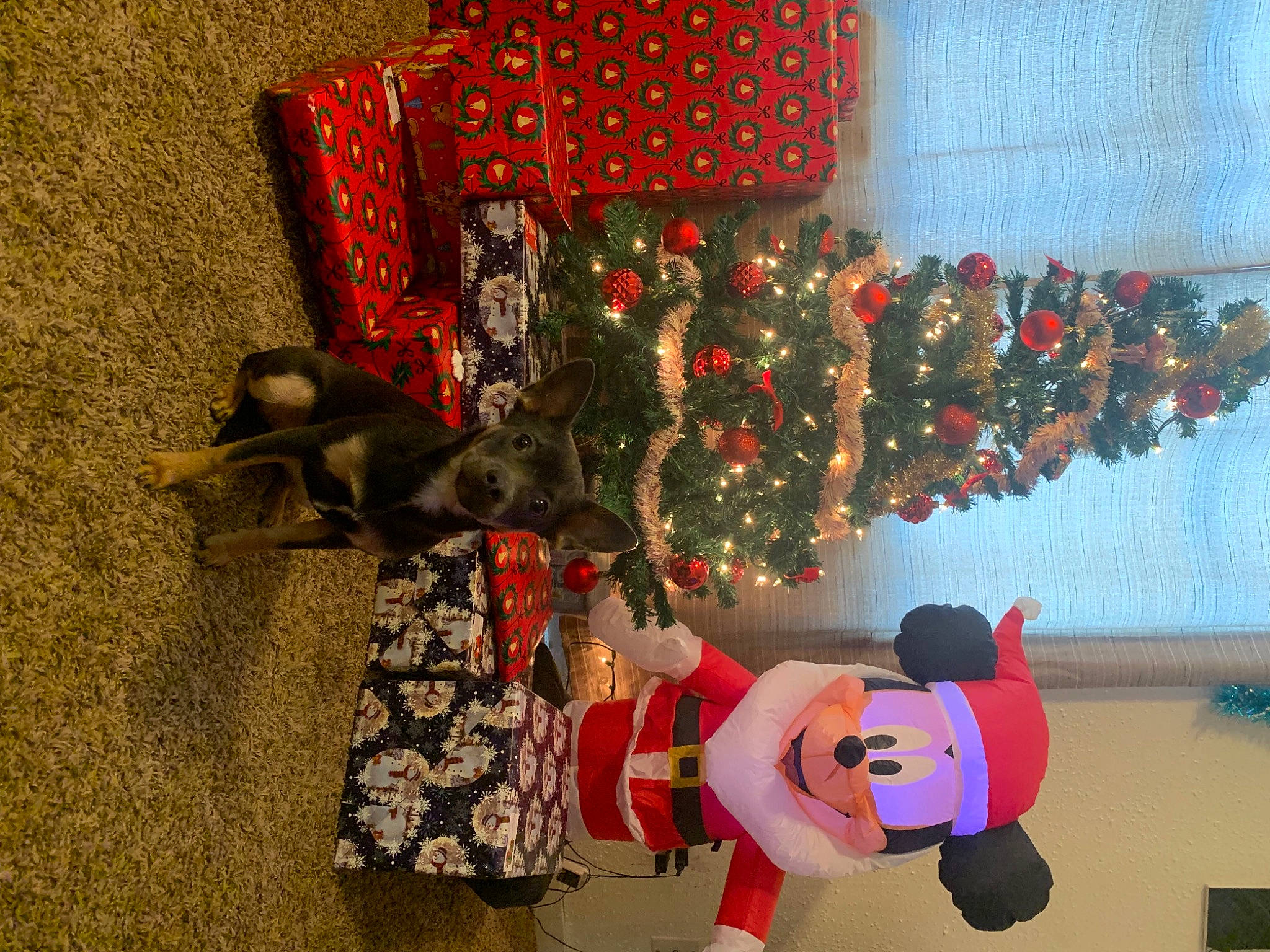 Lena joined the competition — help win amazing prizes! carmine, christmas, christmas_decoration, christmas_eve, christmas_ornament, christmas_tree, event, flooring, fun, fur, holiday, holiday_ornament, plant, red, room, stuffed_toy, toy, tradition, tree, winter