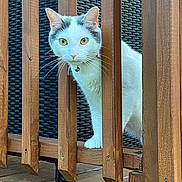 Bella joined the competition — help win amazing prizes! cat, white_cat, wooden_fence, yellow_eyes, curious, pet_collar, bell, outdoor, wicker_chair, floor_tiles, close_up, animal, feline, pet, whiskers, paw, fur, daylight, nature, domestic_animal