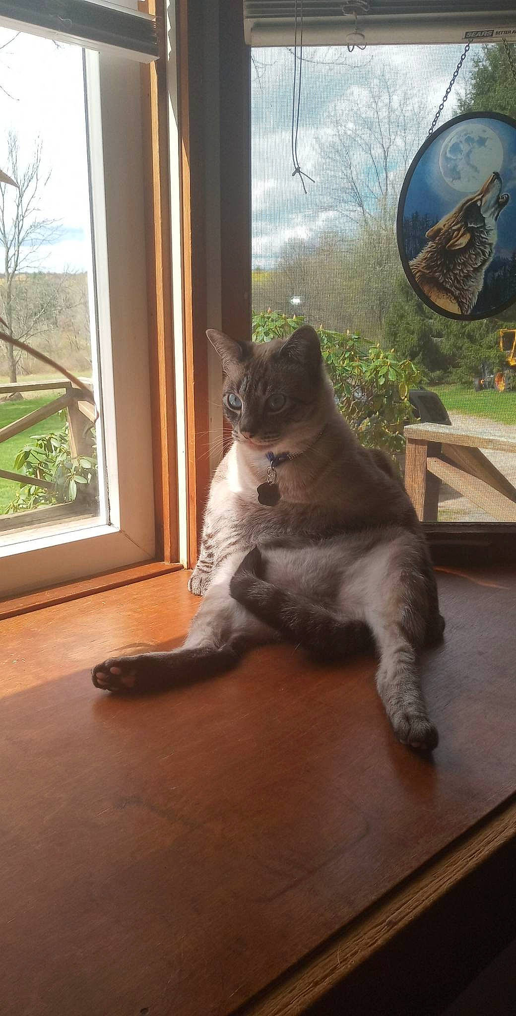 Calypso joined the competition — help win amazing prizes! carnivore, cat, comfort, domestic_short_haired_cat, fawn, felidae, floor, flooring, fur, hardwood, plant, small_to_medium_sized_cats, table, tail, terrestrial_animal, tints_and_shades, tree, whiskers, window, wood