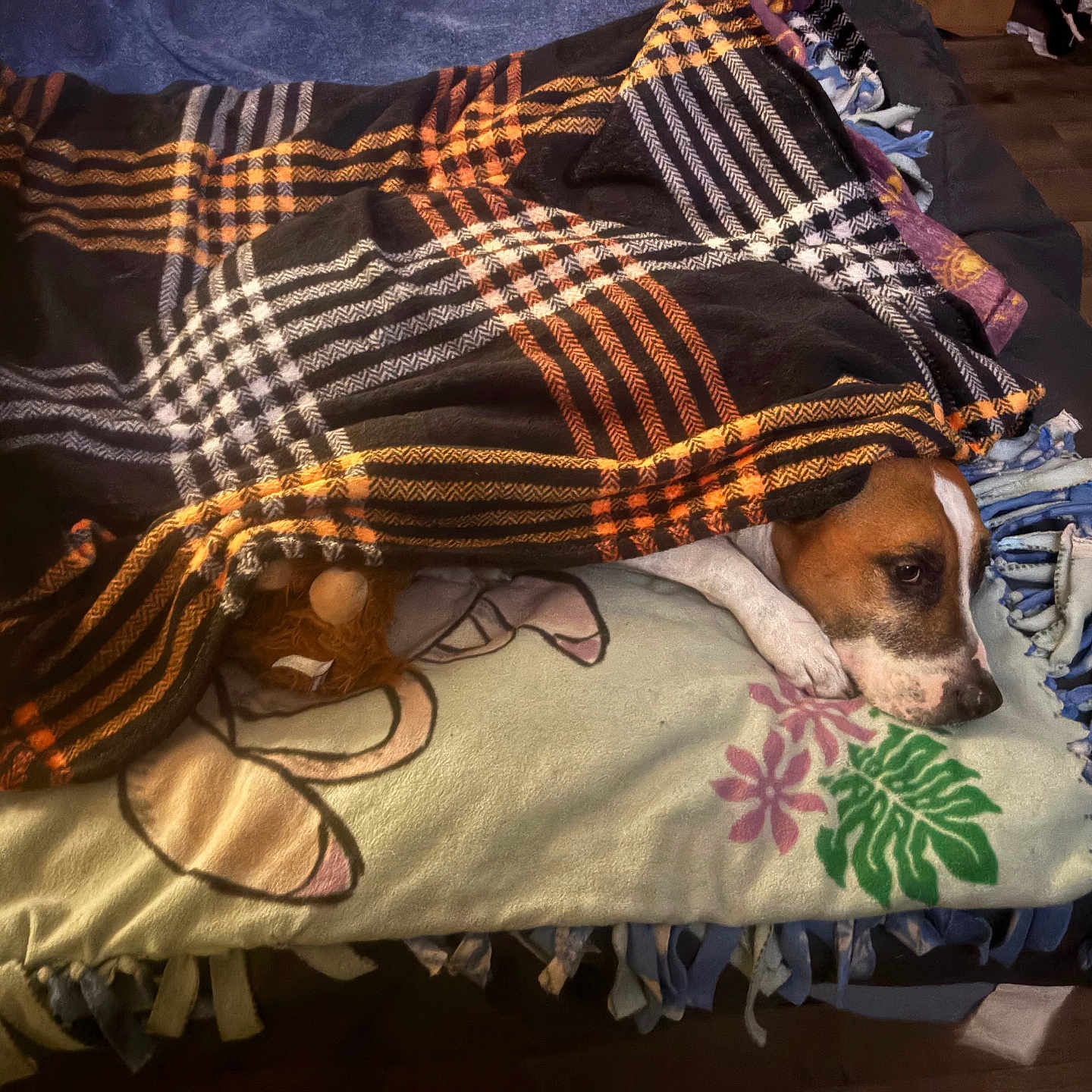 Papa joined the competition — help win amazing prizes! animal, blanket, brown, comfort, couch, cozy, dog, fabric, face, floor, fur, furniture, home, indoor, pattern, paw, pet, relaxation, resting, white