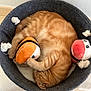 Cookie a rejoint le concours — aidez-le/la à gagner de superbes lots ! cat, orange_tabby, sleeping, curled_up, plush_toy, clownfish_toy, felt_basket, cozy, indoor, pet_bed, floor_tiles, relaxing, cute, animal, feline, domestic_cat, toy, resting, soft, home