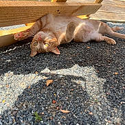 Cookie participe au concours pour gagner de l'argent avec cette photo : cat, ginger_cat, pet, animal, outdoor, gravel, wooden_bench, sunlight, yellow_eyes, pink_paws, playful, relaxed, lying_down, feline, nature, daylight, wood, deck, cute, domestic_cat