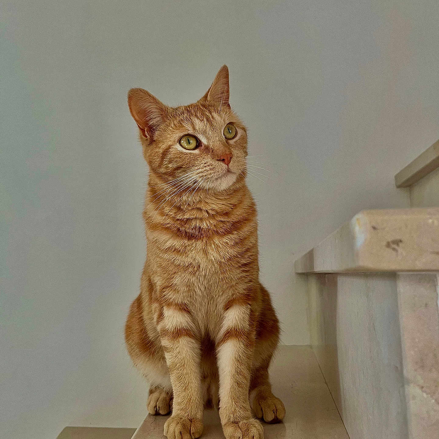 Cookie a rejoint le concours — aidez-le/la à gagner de superbes lots ! animal, calm, cat, curious, domestic_cat, feline, fur, ginger_cat, green_eyes, house_pet, indoor, looking_away, marble, paw, pet, portrait, sitting, stairs, tabby, whiskers