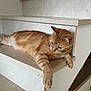cat, orange_tabby, stairs, marble, relaxed, pet, feline, indoor, animal, resting, paw, fur, whiskers, side_view, calm, domestic_cat, home, cute, laying_down, mammal