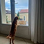 Cookie participe au concours pour gagner de l'argent avec cette photo : cat, ginger_cat, standing, window, glass_door, curious, indoor, tile_floor, curtain, suburban, building, sky, cloudy, door_handle, animal, pet, home, daytime, looking_out, quiet