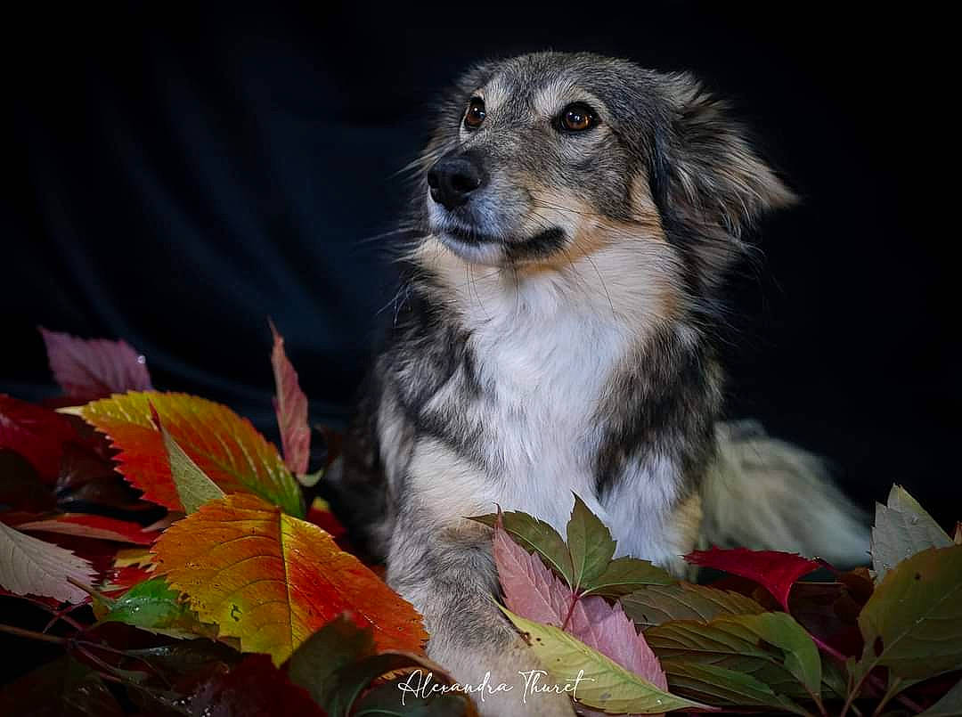 Yoona participe au concours pour gagner de l'argent avec cette photo : canidae, carnivore, companion_dog, dog, dog_breed, event, fur, plant, tail, terrestrial_animal, twig, whiskers, wildlife