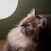 Yvette participe au concours pour gagner de l'argent avec cette photo : animal, blue_eyes, cat, close_up, curious, domestic_cat, ears, face, fluffy, focus, fur, glowing, indoor, light, muzzle, pet, portrait, side_view, soft_light, whiskers