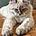 Achille