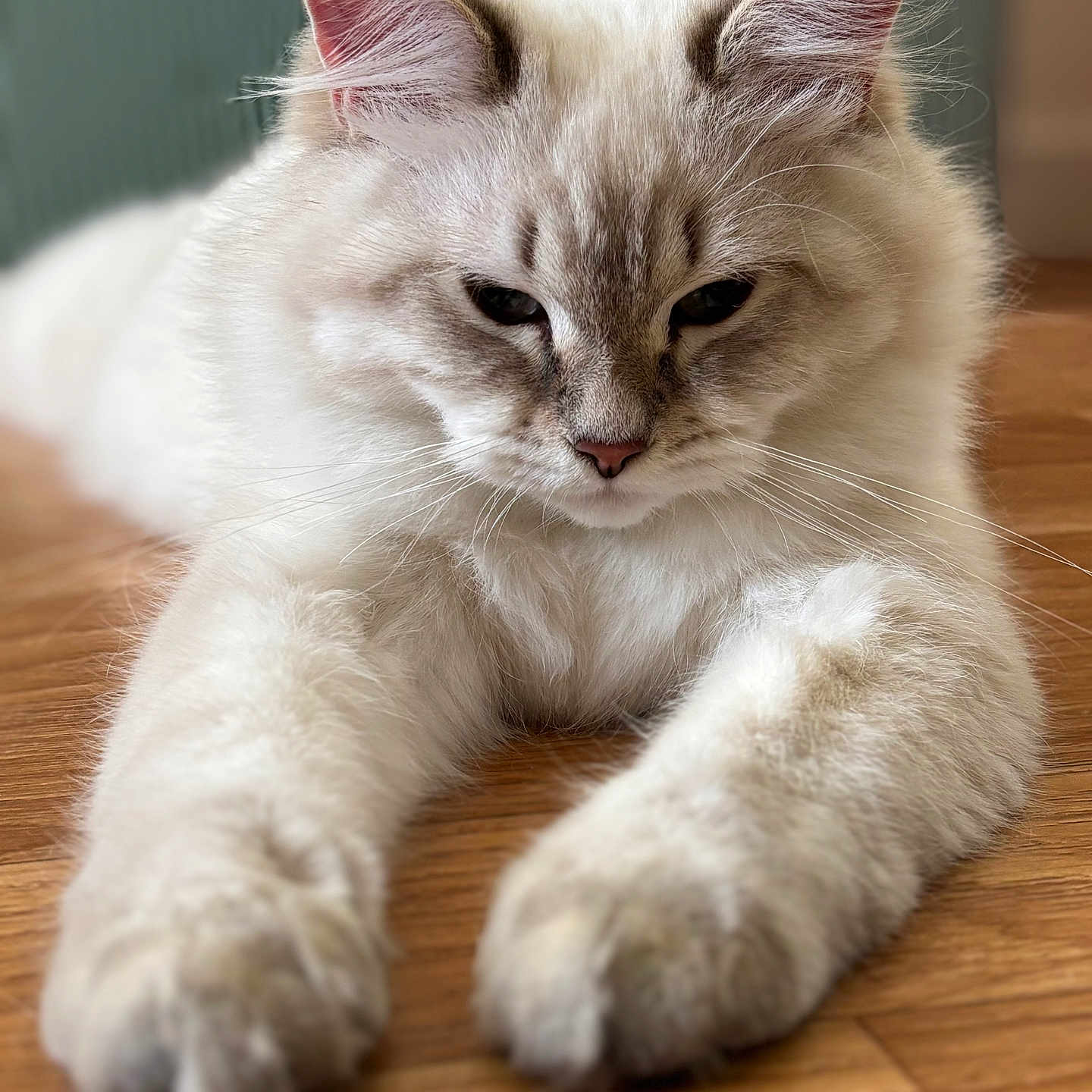 Achille participe au concours pour gagner de l'argent avec cette photo : animal, cat, closeup, cute, domestic_cat, ears, feline, fluffy, fur, gray_markings, indoor, laying_down, muzzle, paws, pet, relaxed, soft_focus, whiskers, white_cat, wooden_floor