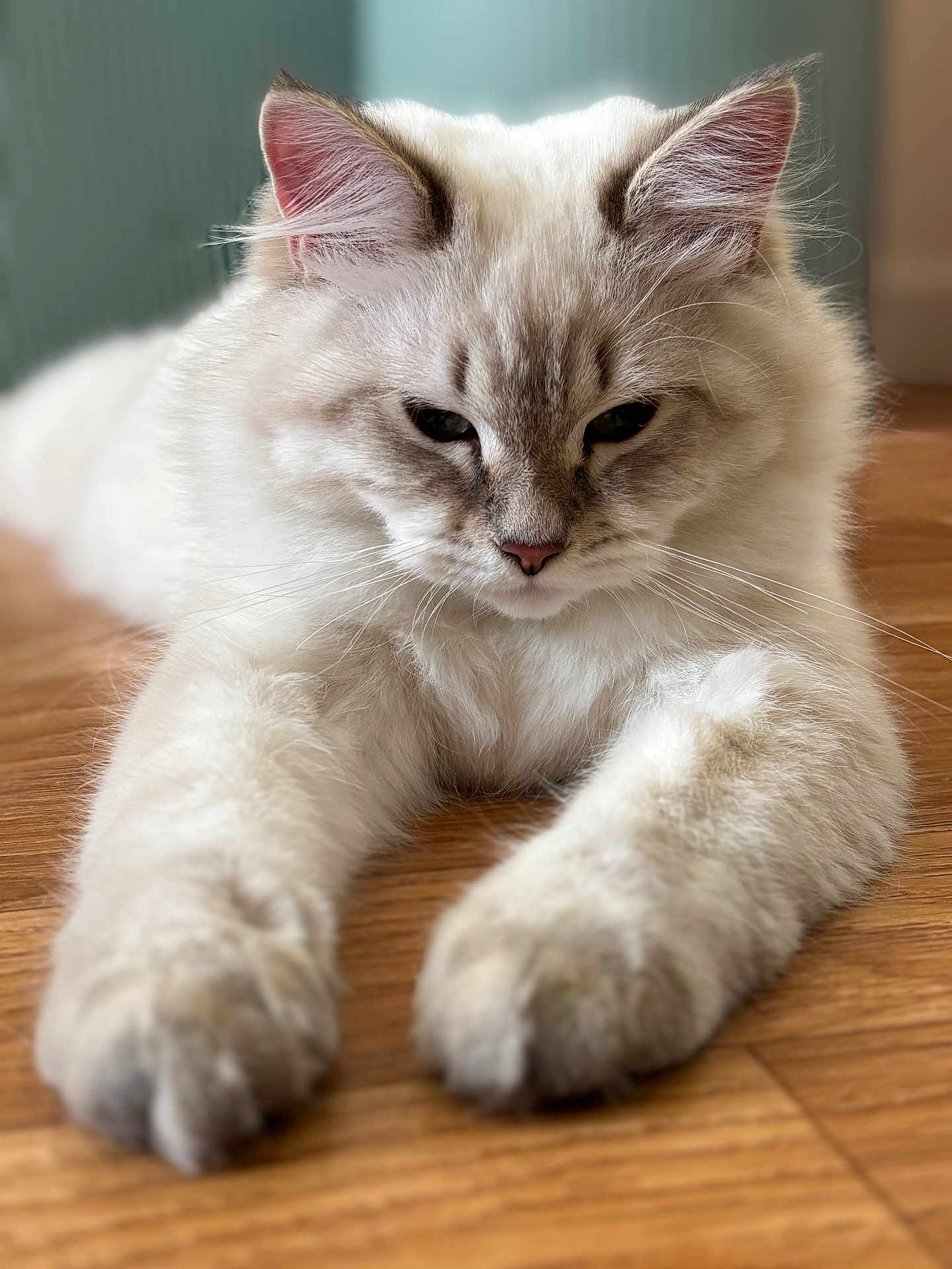 Achille participe au concours pour gagner de l'argent avec cette photo : cat, fluffy, white_cat, gray_markings, indoor, wooden_floor, pet, animal, closeup, relaxed, cute, whiskers, paws, feline, soft_focus, domestic_cat, laying_down, fur, ears, muzzle