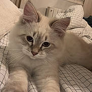 Achille a rejoint le concours — aidez-le/la à gagner de superbes lots ! cat, fluffy, cream_color, bedspread, checkered, paws, curious, indoor, cozy, bedroom, window, curtain, closeup, pet, feline, relaxed, whiskers, soft, cute, animal