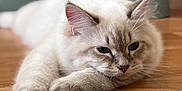 Achille a rejoint le concours — aidez-le/la à gagner de superbes lots ! cat, animal, pet, feline, fluffy, cream_color, wooden_floor, indoor, relaxed, sleepy, whiskers, ears, paws, close_up, laying_down, fur, domestic_cat, cute, calm, soft_light