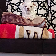 Rollie is registered to the contest to win money with this photo: animal, blanket, companion, couch, cozy, cute, dog, domestic, fabric, furniture, household, indoor, pattern, pet, pillow, resting, sitting, small_dog, stack, white_dog