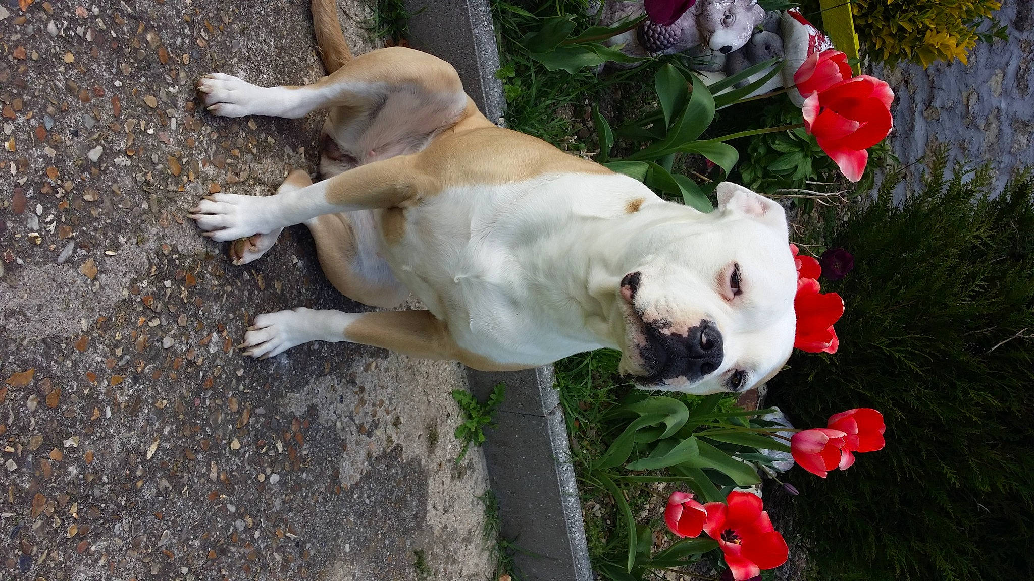 Prada a rejoint le concours — aidez-le/la à gagner de superbes lots ! canidae, carmine, carnivore, collar, companion_dog, dog, dog_breed, dog_collar, fawn, flower, grass, non_sporting_group, petal, plant, rose, rose_family, snout, sporting_group, tail, working_animal