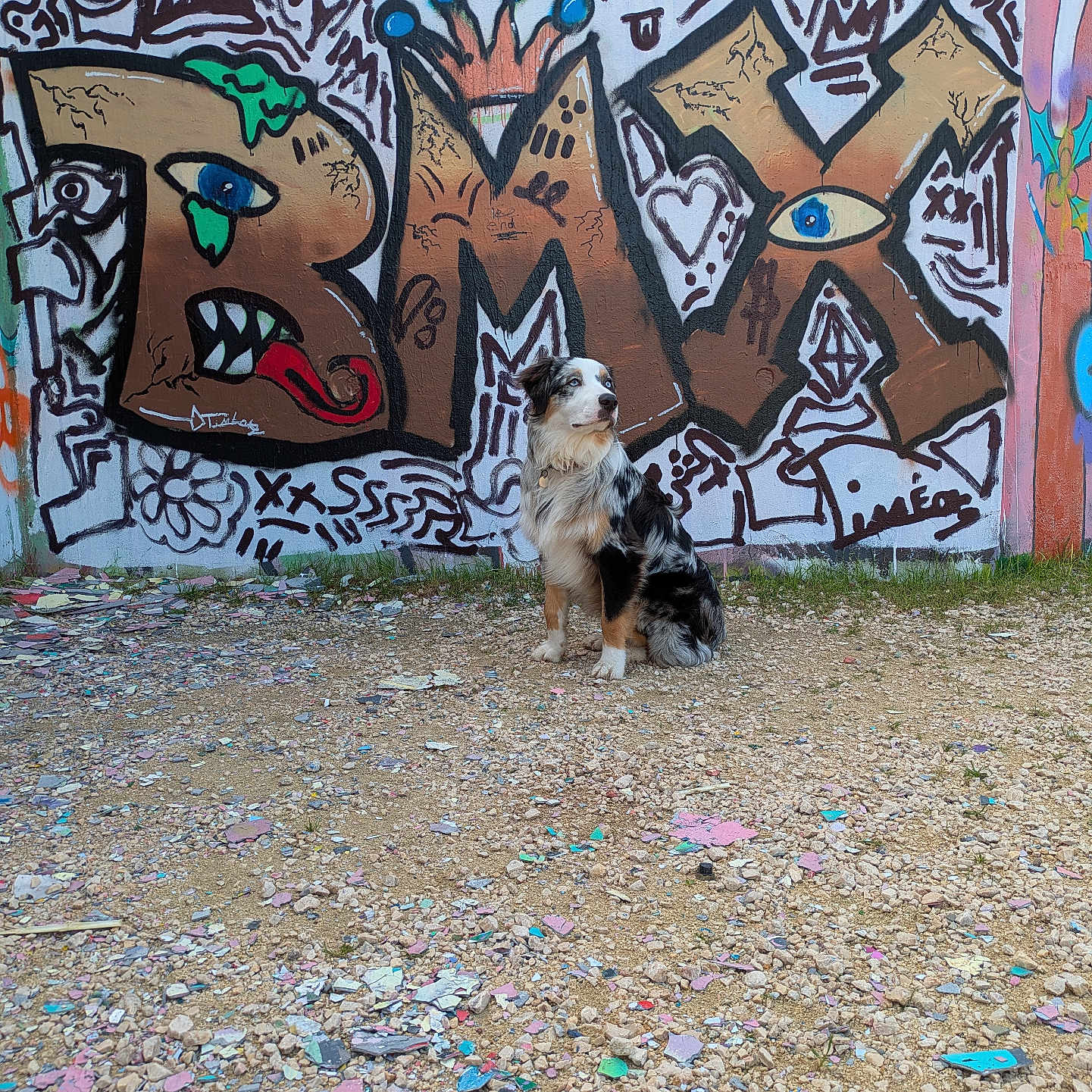 Rox participe au concours pour gagner de l'argent avec cette photo : animal, artistic, australian_shepherd, background, colorful, daylight, dog, expression, graffiti, gravel, ground, mural, outdoor, paint, pet, side_view, sitting, street_art, urban, wall_art
