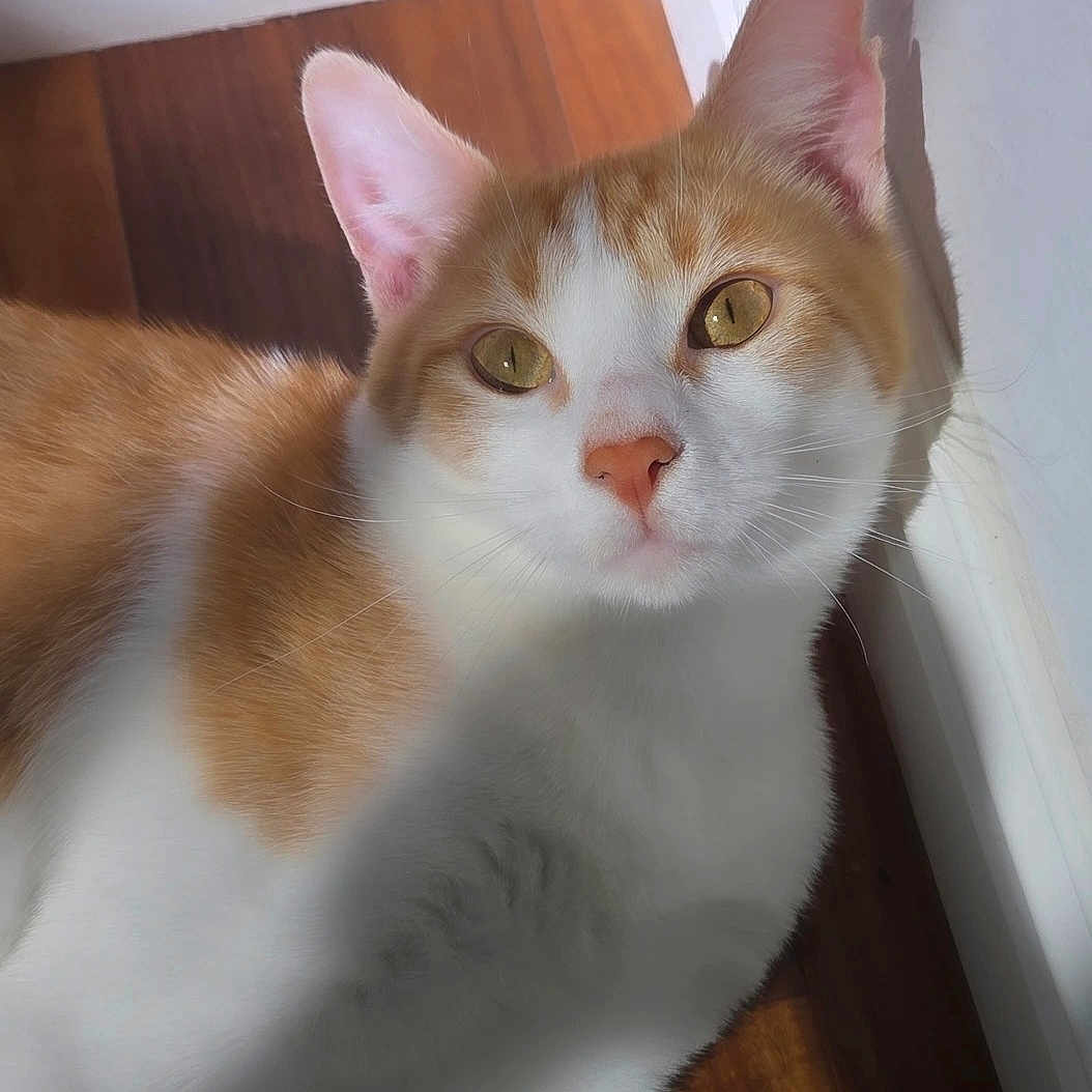 Brock Purdy is registered to the contest to win money with this photo: animal, cat, closeup, curious, cute, domestic_cat, ears, feline, fur, household, indoor, mammal, orange_and_white, pet, portrait, relaxed, resting, sunlight, whiskers, wooden_floor
