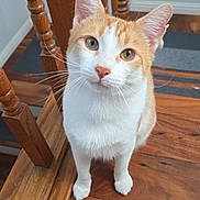 Brock Purdy joined the competition — help win amazing prizes! animal, cat, close_up, cozy, curious, cute, domestic_animal, ears, eyes, feline, fur, home, indoor, looking_up, orange_and_white, pet, sitting, whiskers, wooden_chair, wooden_floor