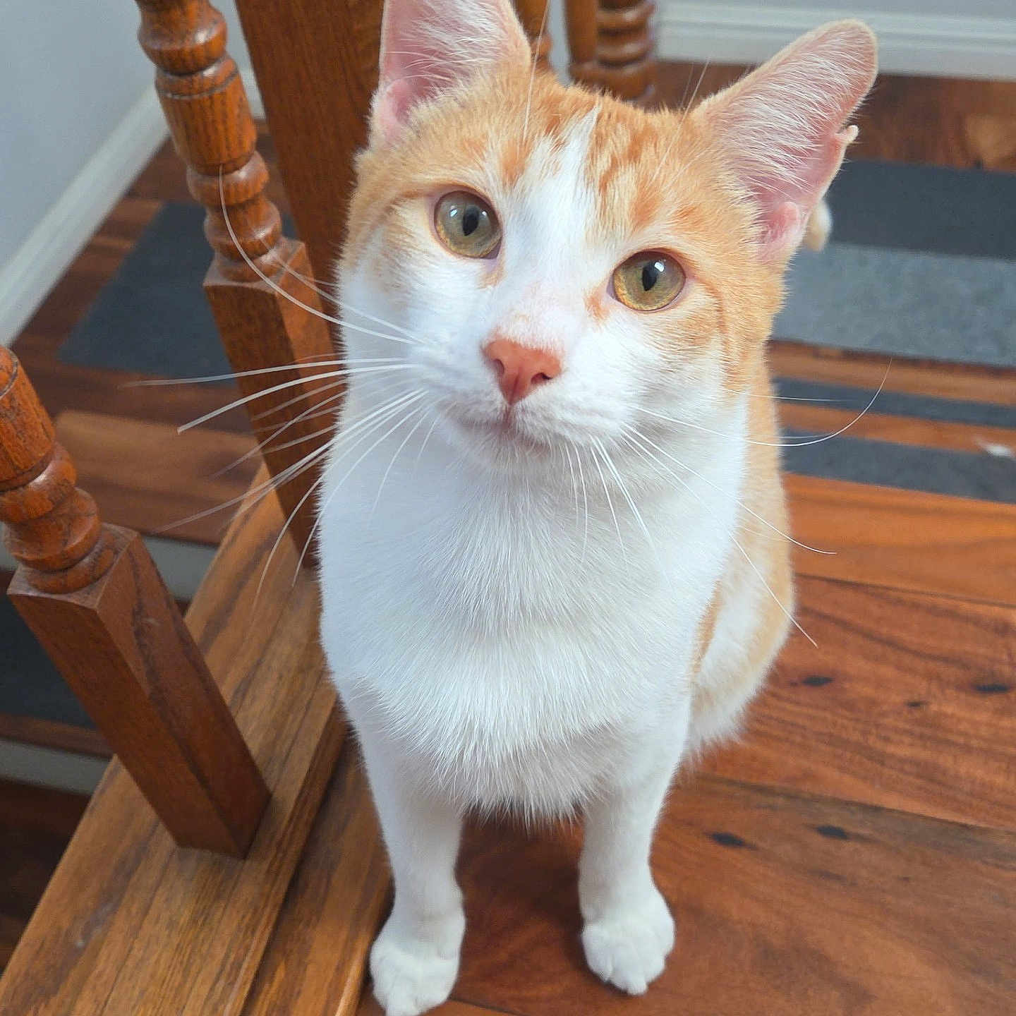 Brock Purdy joined the competition — help win amazing prizes! animal, cat, close_up, cozy, curious, cute, domestic_animal, ears, eyes, feline, fur, home, indoor, looking_up, orange_and_white, pet, sitting, whiskers, wooden_chair, wooden_floor